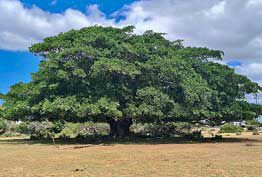 Explore the Council Tree, a site of Nama heritage and legends near Springbok.